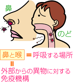 鼻と喉は呼吸する場所でもあり、外部からの異物に対する免疫機構でもある。